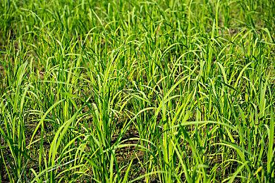 《龙腾世纪：影障守护者》首批细节 7位同伴介绍